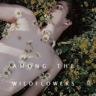 among the wildflowers