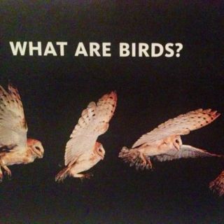 What Are Birds? An Avian Themed Playlist