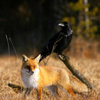 Fox and Raven