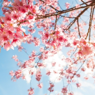 sakura-colored springtime