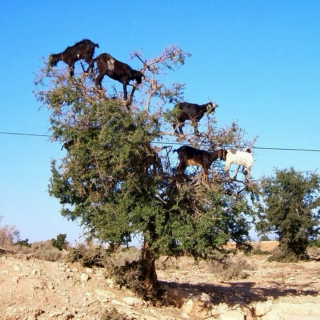 goats_in_trees