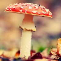 little_mushroom