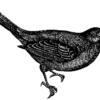 blackbirdtype