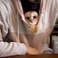Owl in a Sweater