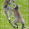leaping_lemurs