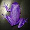 Violet.frog