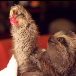 YoungSloth