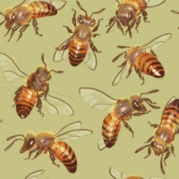 apiologies