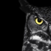 ~Owl.03~