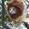 lioncat