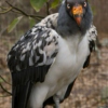 king.vulture