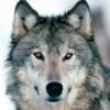 greywolf1