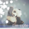 panda.love.9889261