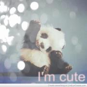 panda.love.9889261