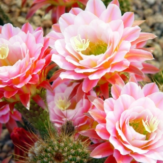 floweringcactus