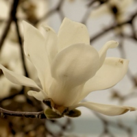 magnoliadrops