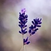 LavenderLullabies