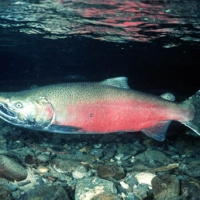 salmonface