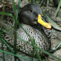 The Waltzing Duck