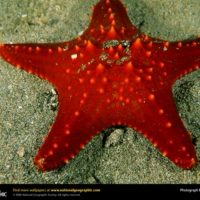 Starfishy