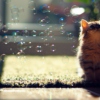 bubblecat