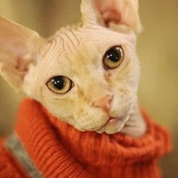 catinasweater