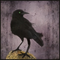 calamity crow