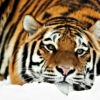 Tranquil tiger
