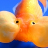 bubblefish