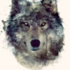 the-last-shewolf