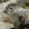 Fuzzy Wet Seals