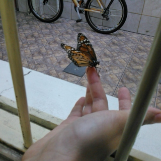 ju like a butterfly