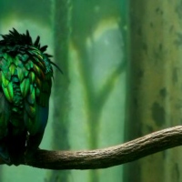green-bird