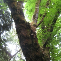 Treebeards