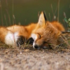 little_fox