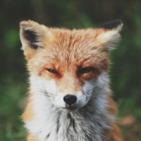 foxen
