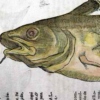 themythicalcodfish