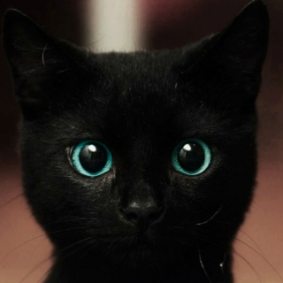 blackcats13