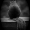 squirrelish