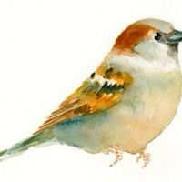 sweetsparrow