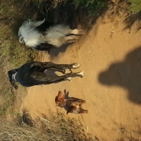 runningwiththedogs