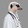 labcoat meerkat