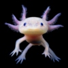 axolotl-senpai