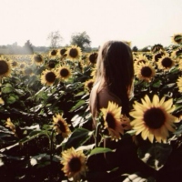 lil'sunflower