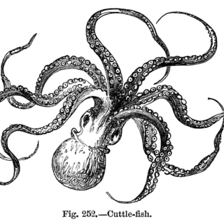 octopusfarmer