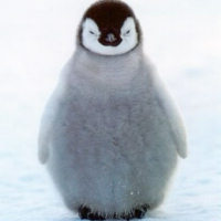 Pinga Penguin