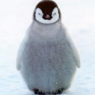 Pinga Penguin