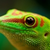 Epsilon Gecko