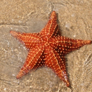 starfishstar