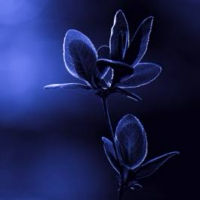 Night_flower